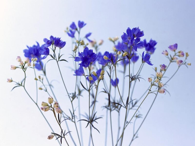 Blue Delphinium Flowers — Serene, Photograph
