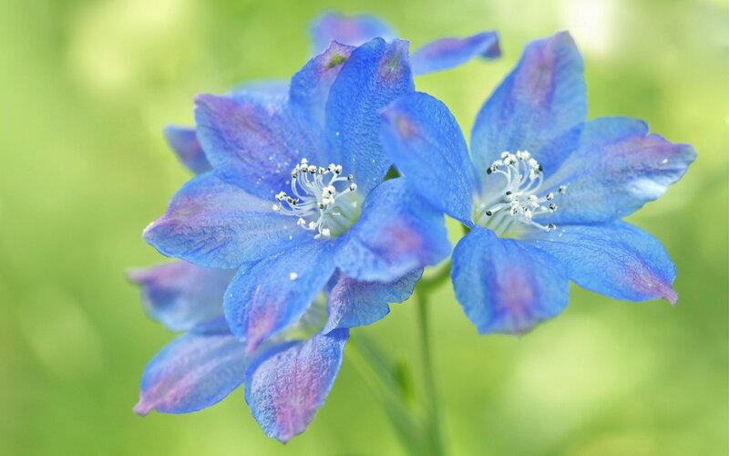Blue Delphinium Flowers — Serene, Spring, Photograph