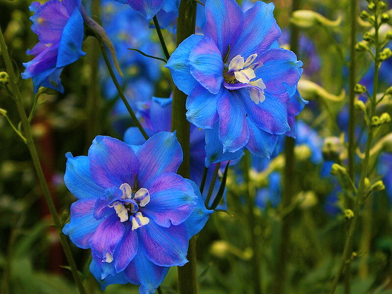 Blue Delphinium Flowers — Serene, Spring