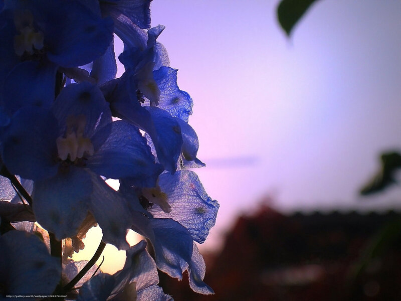 Blue Delphinium Flowers — Serene, Sunset