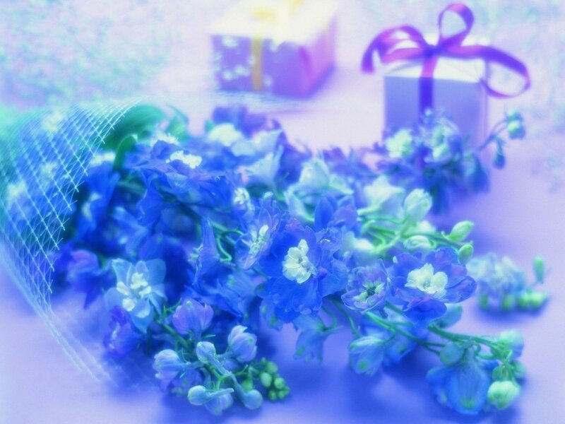 Blue Delphinium Flowers — Serene