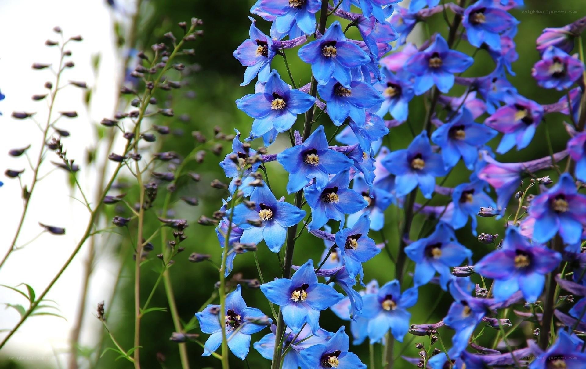 blue delphinium flowers