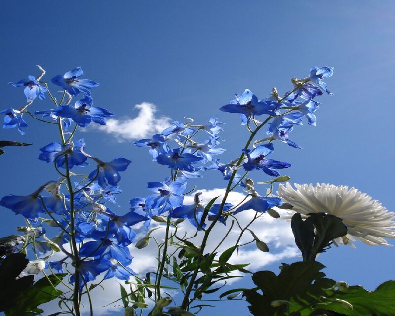 Blue delphiniums against blue sky