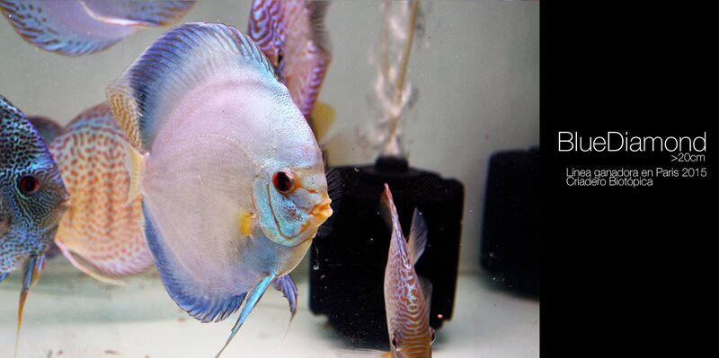 Blue Diamond Discus Fish — Calm, Photograph