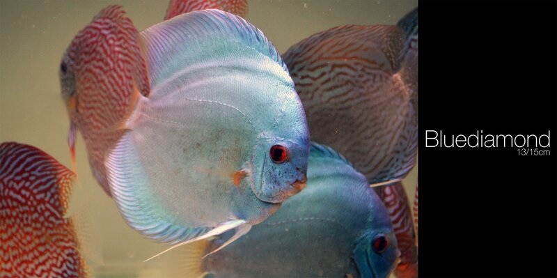 Blue Diamond Discus Fish — Calm