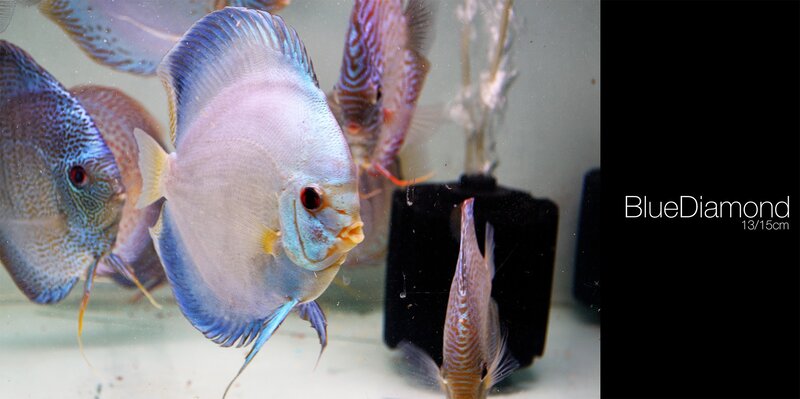 Blue Diamond Discus Fish