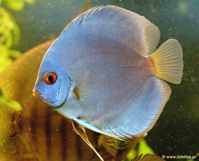 Blue Discus Fish