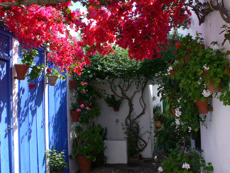 Blue Door with Bougainvillea — Serene