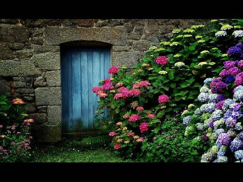 blue door with hydrangeas