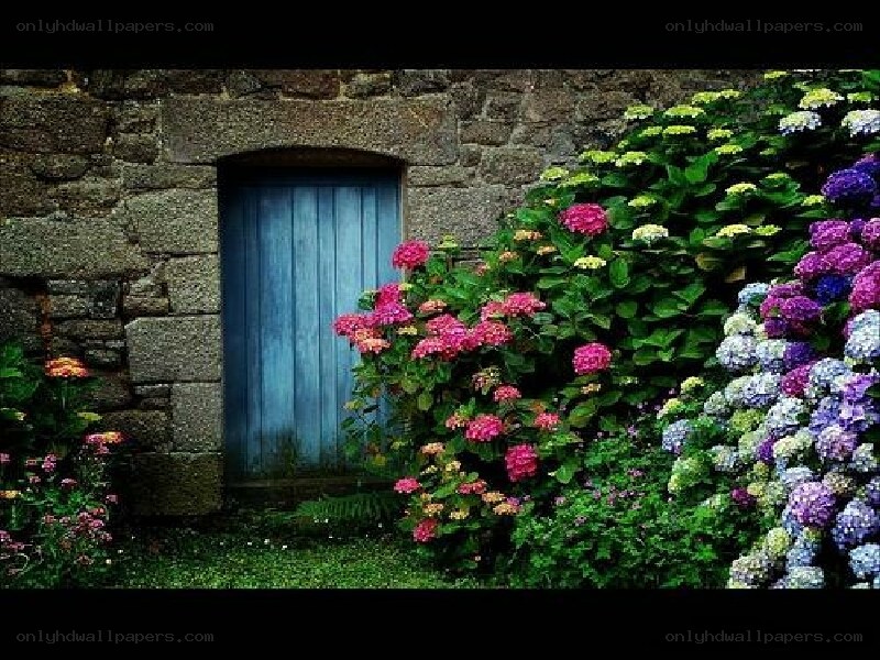 blue door with hydrangeas