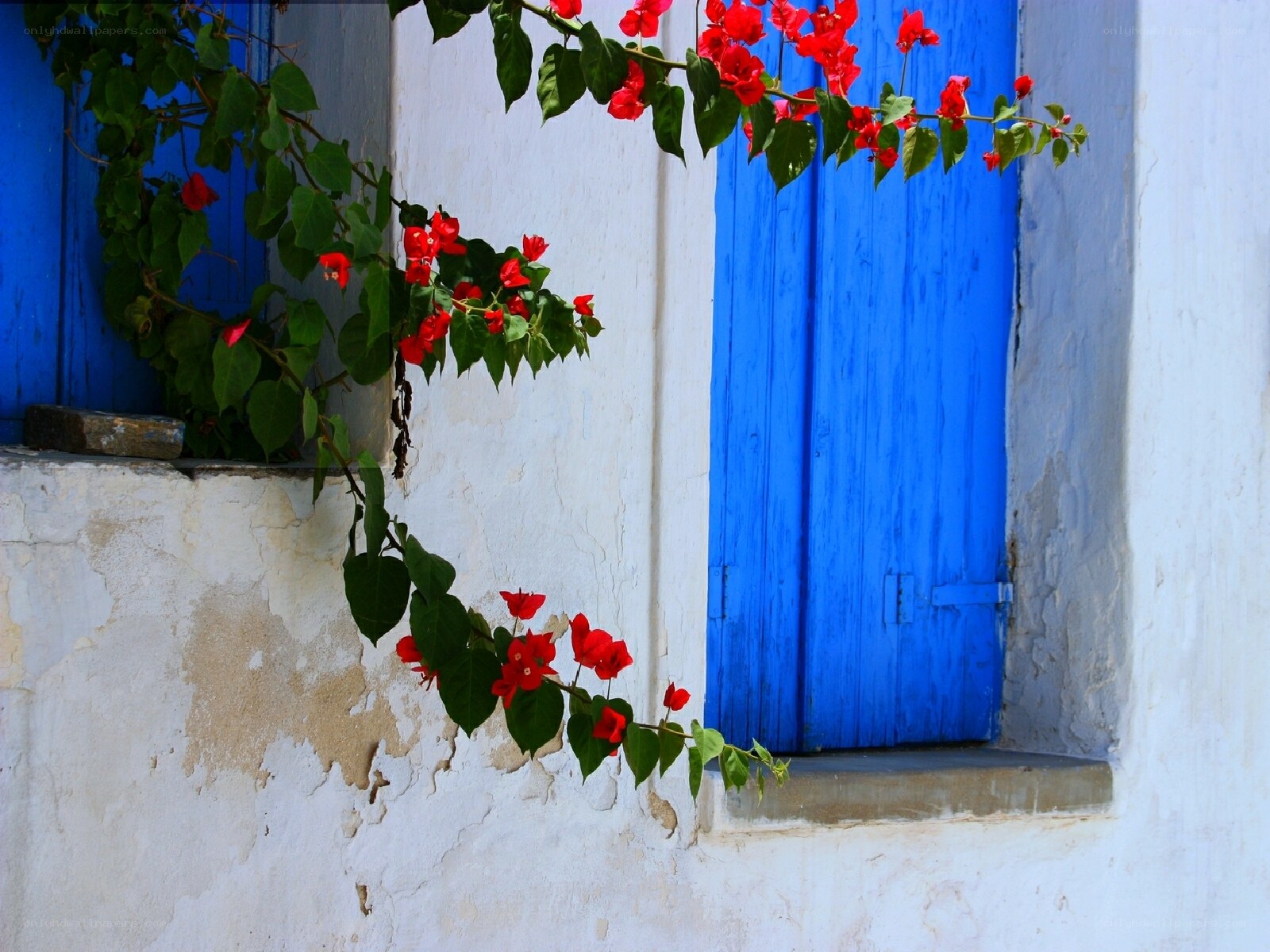 Blue door with red flowers