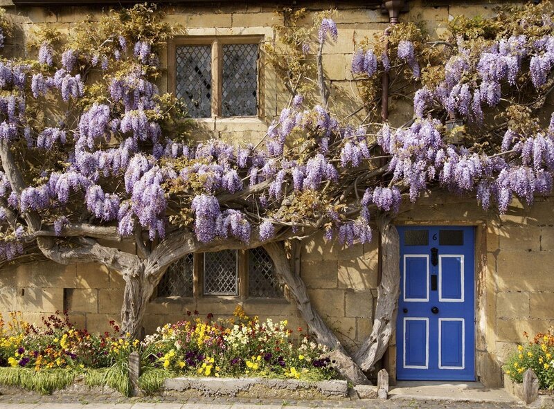 Blue door with wisteria flowers