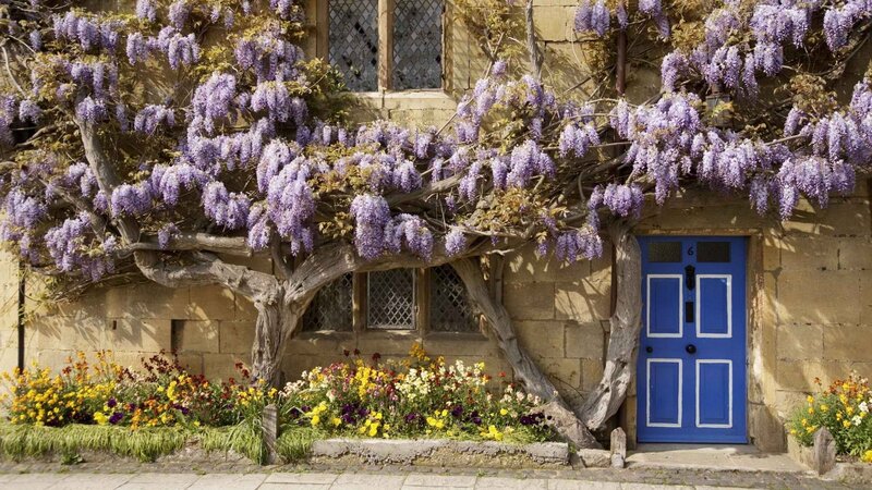 Blue door with wisteria flowers