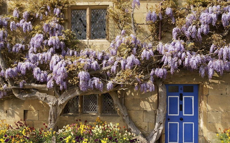 Blue door with wisteria vines