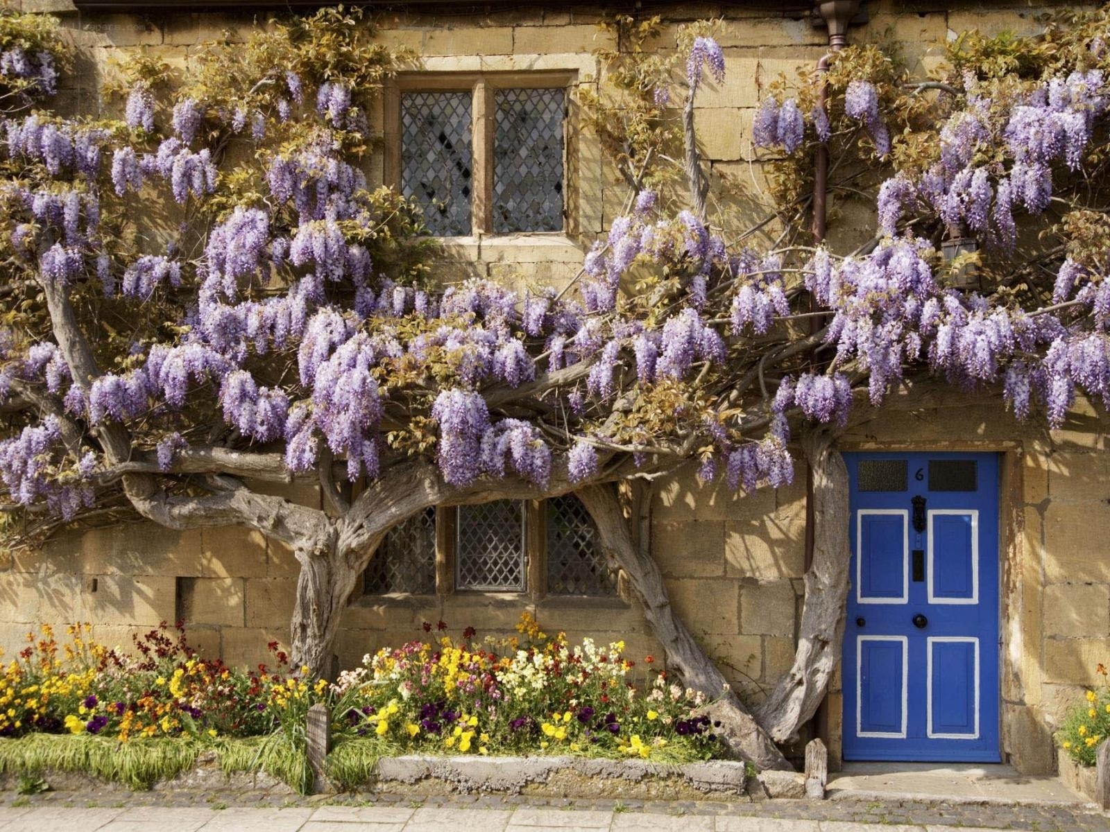 Blue door with wisteria vines