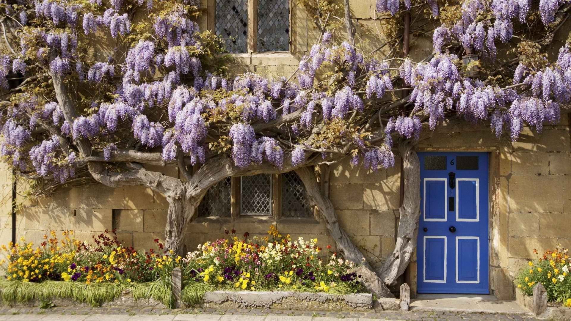 blue door with wisteria