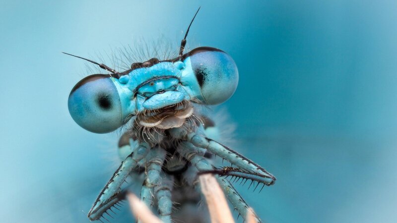 Blue Dragonfly Head — Close-up