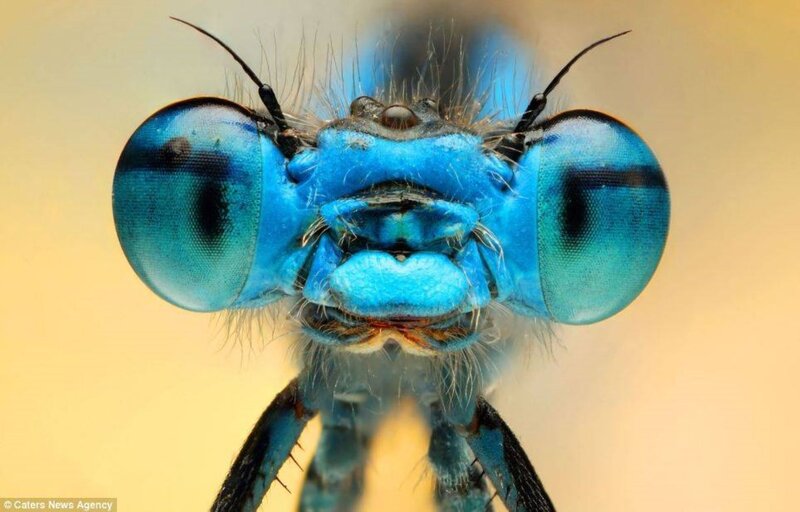 Blue Dragonfly Head