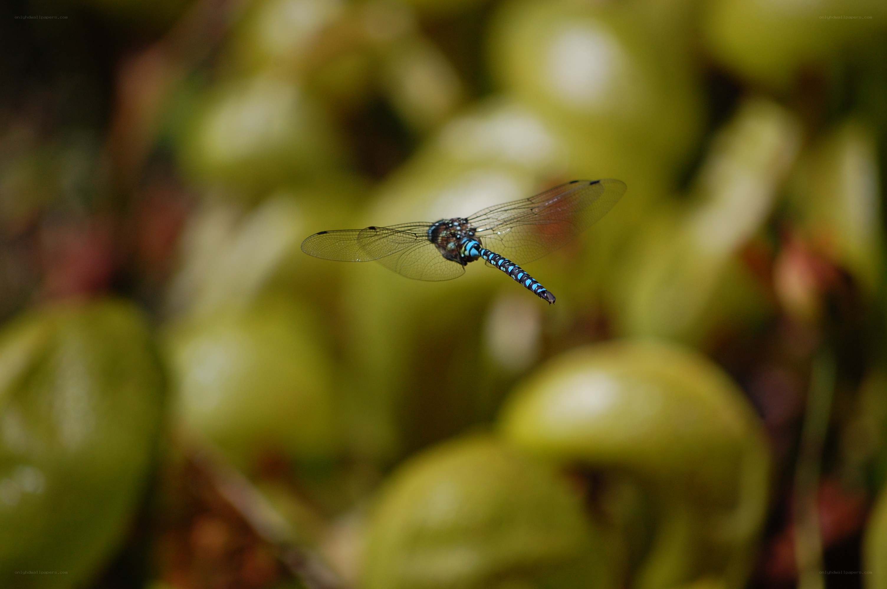 Blue dragonfly in flight