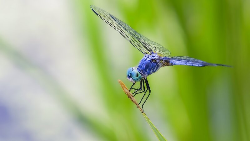 Blue dragonfly on a blade of grass