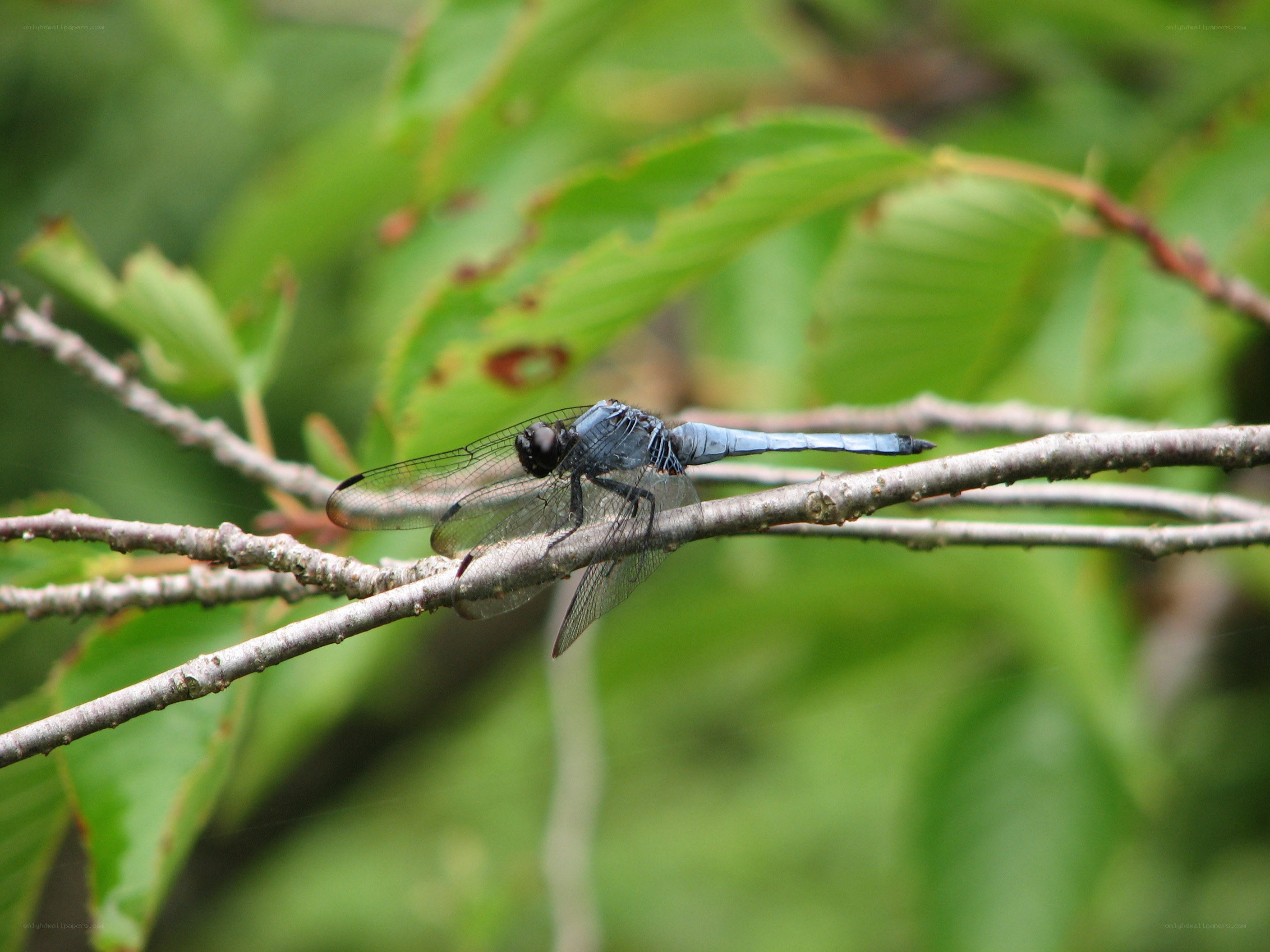 blue dragonfly on a branch