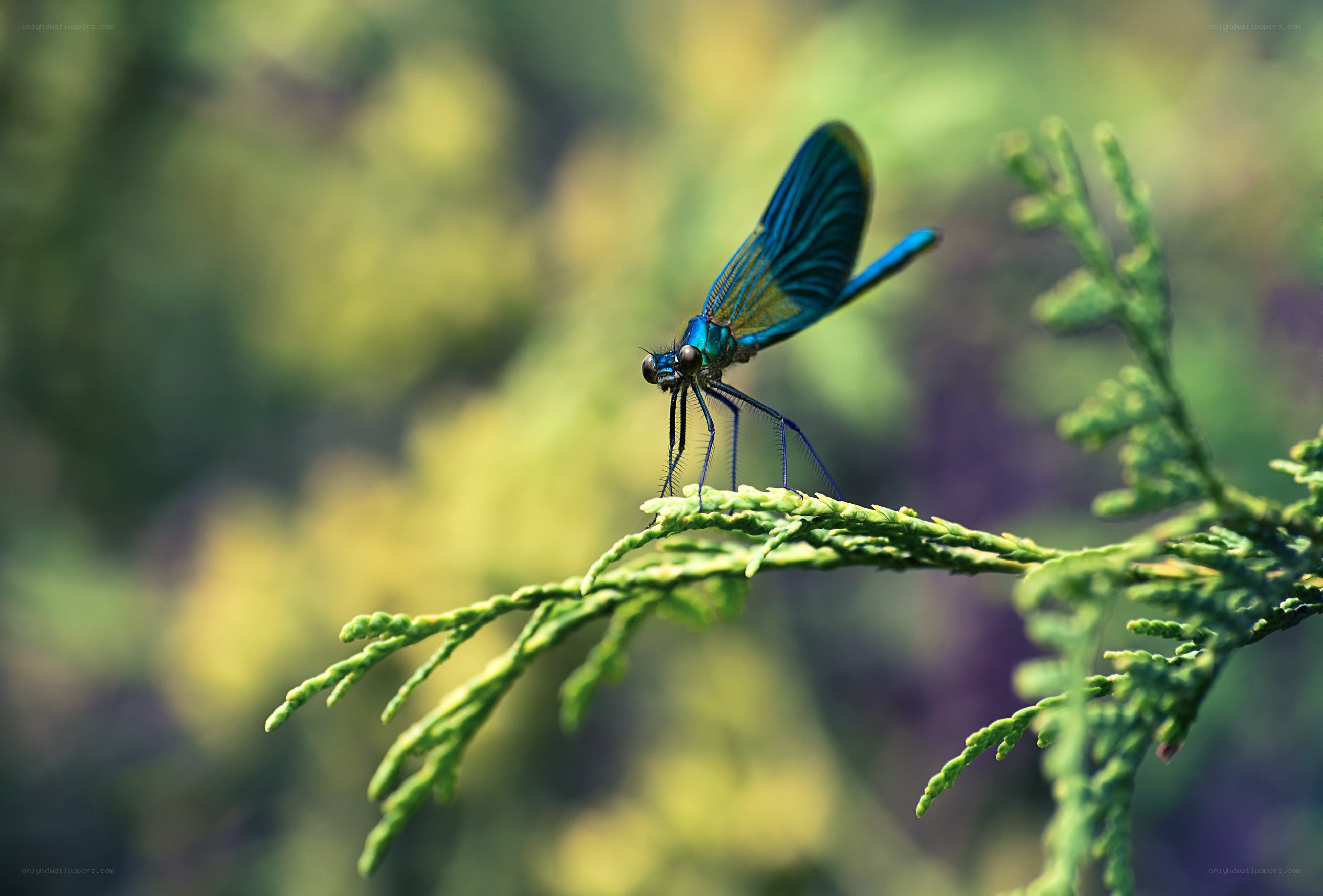 Blue dragonfly on a branch
