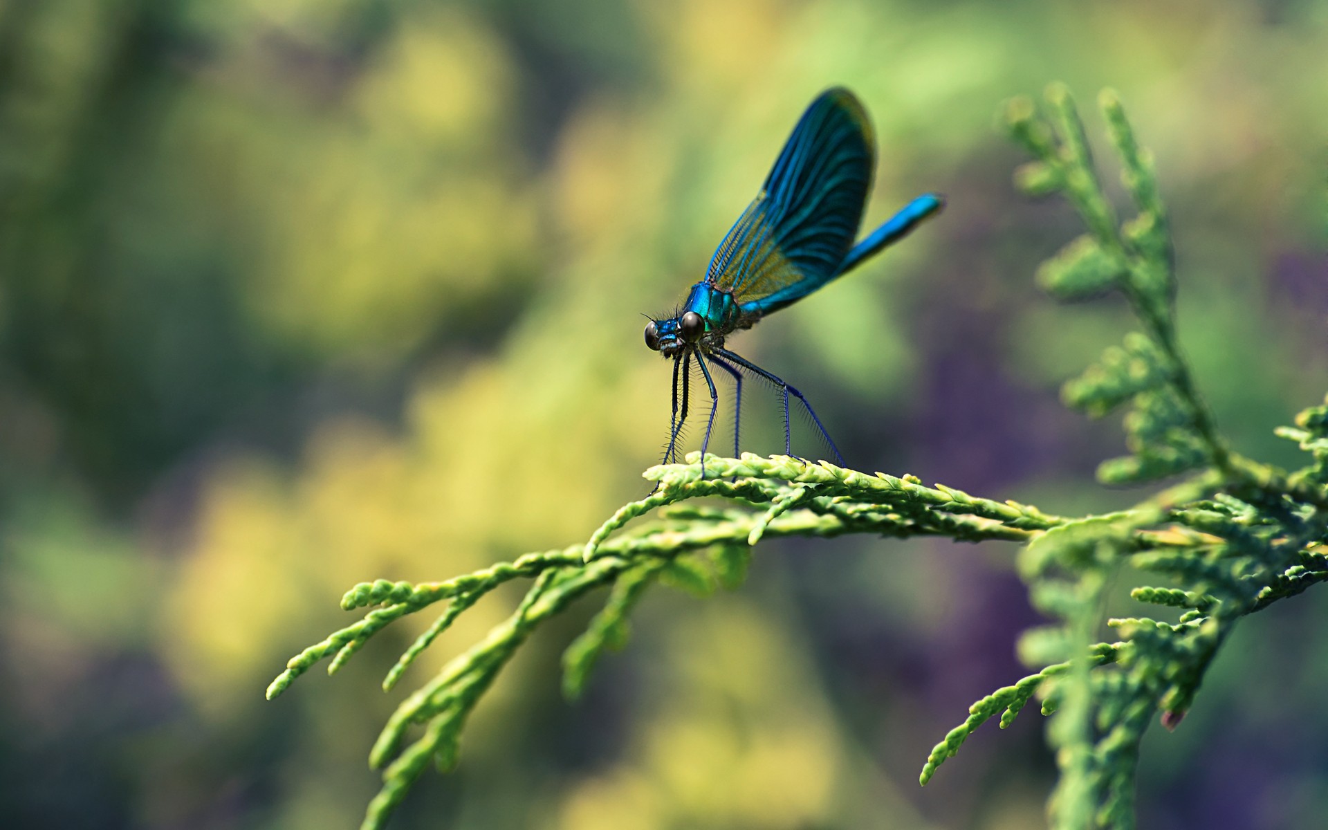 blue dragonfly on a branch
