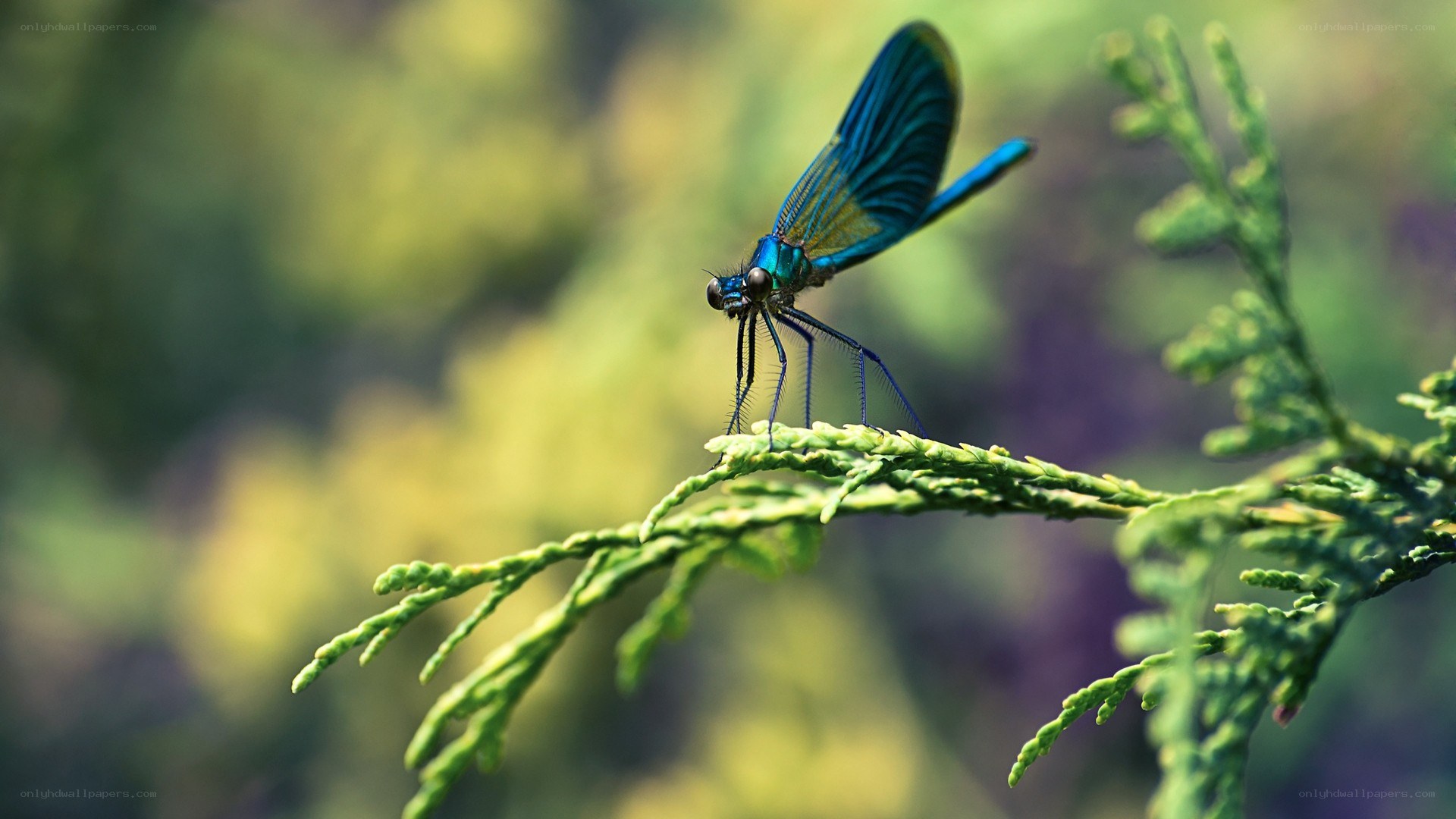 blue dragonfly on a branch