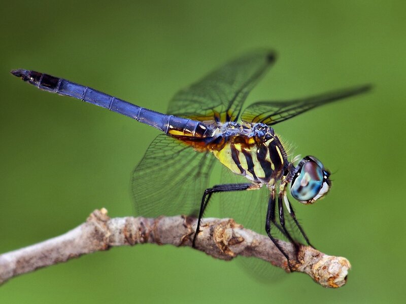 blue dragonfly on a branch