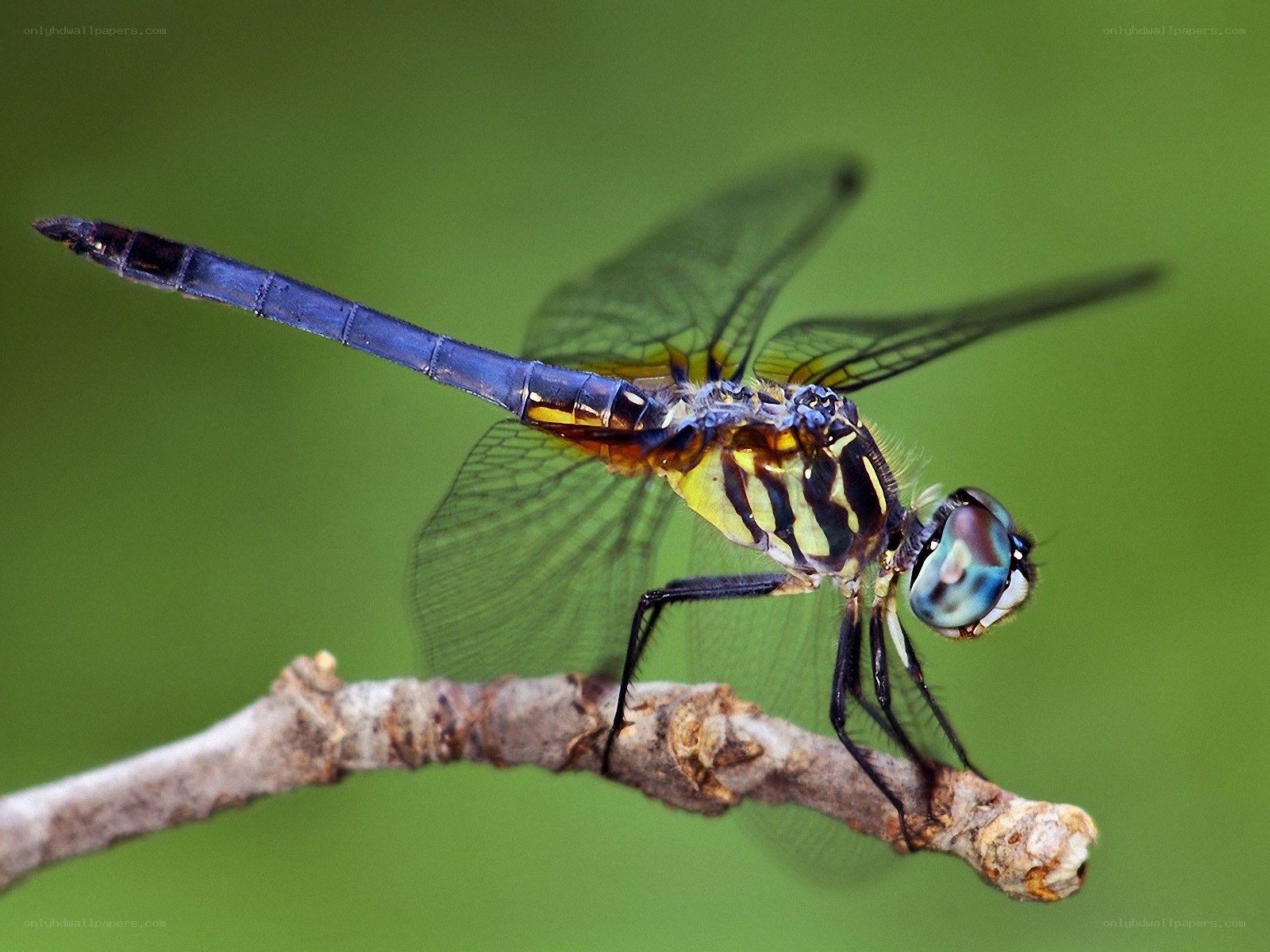 blue dragonfly on a branch