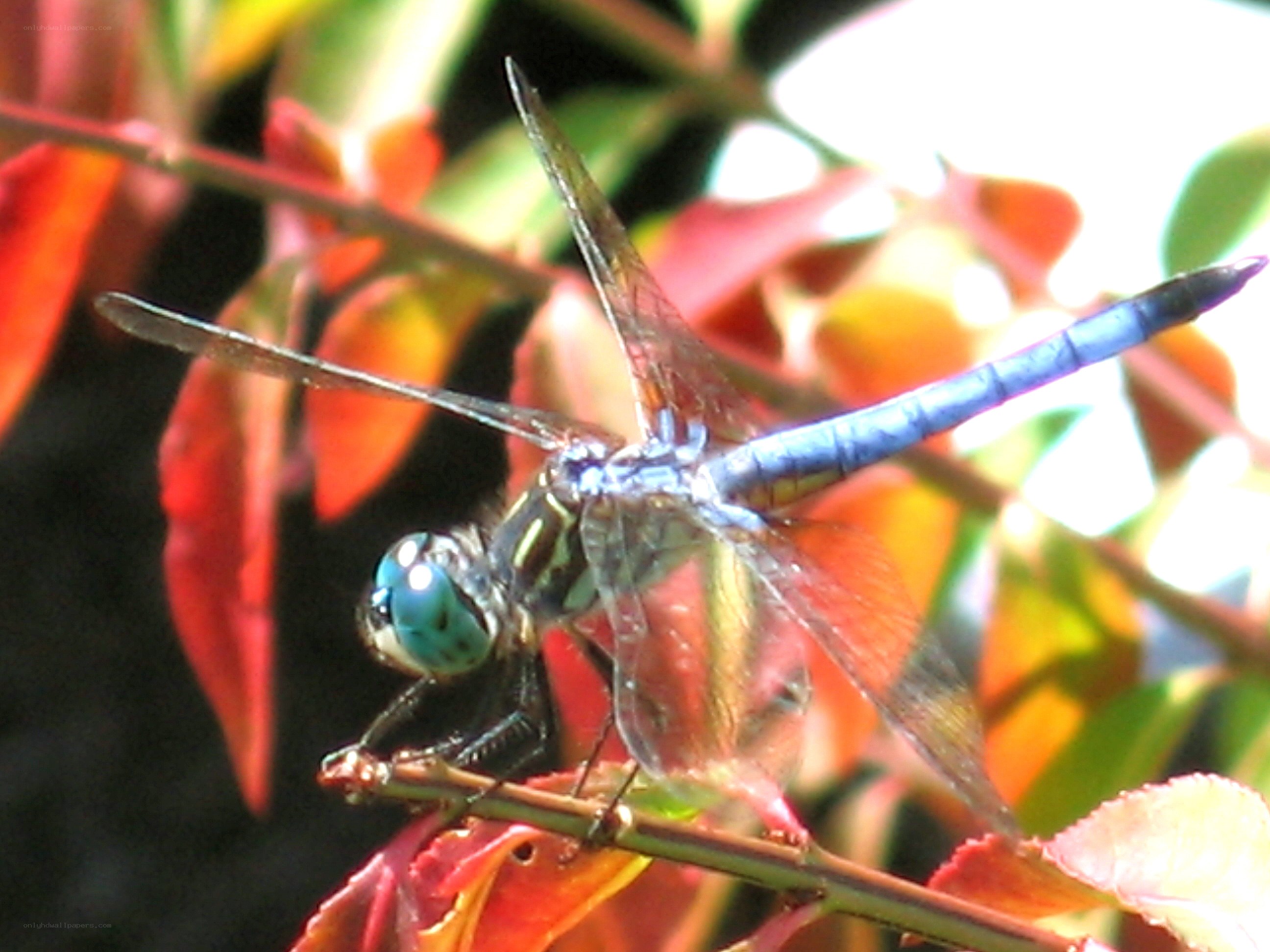 Blue dragonfly on a branch