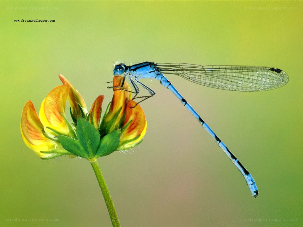 Blue dragonfly on a flower