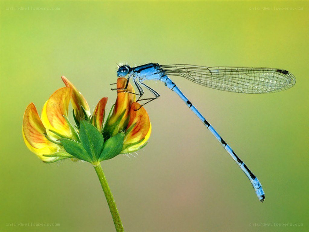 Blue dragonfly on a flower