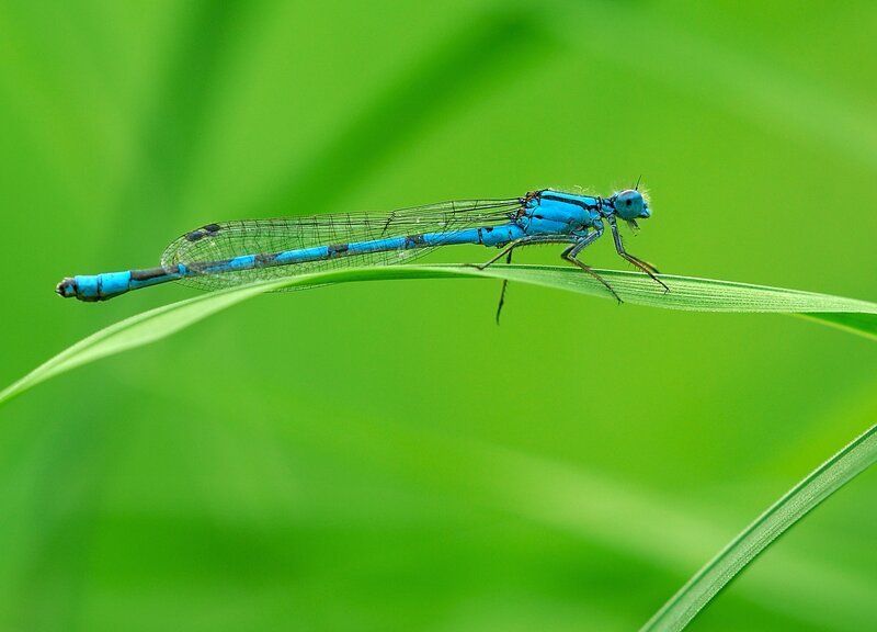 Blue dragonfly on a leaf