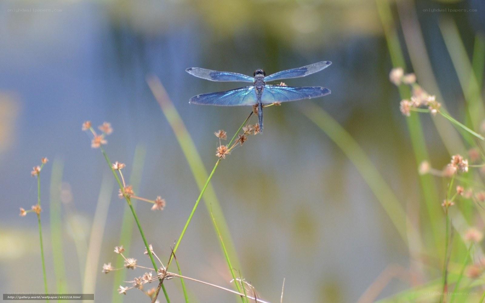 Blue dragonfly on a plant