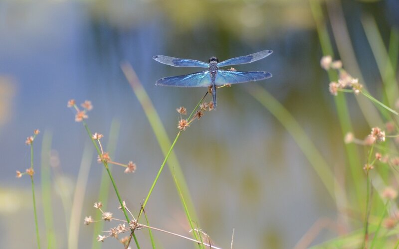 Blue dragonfly on a plant