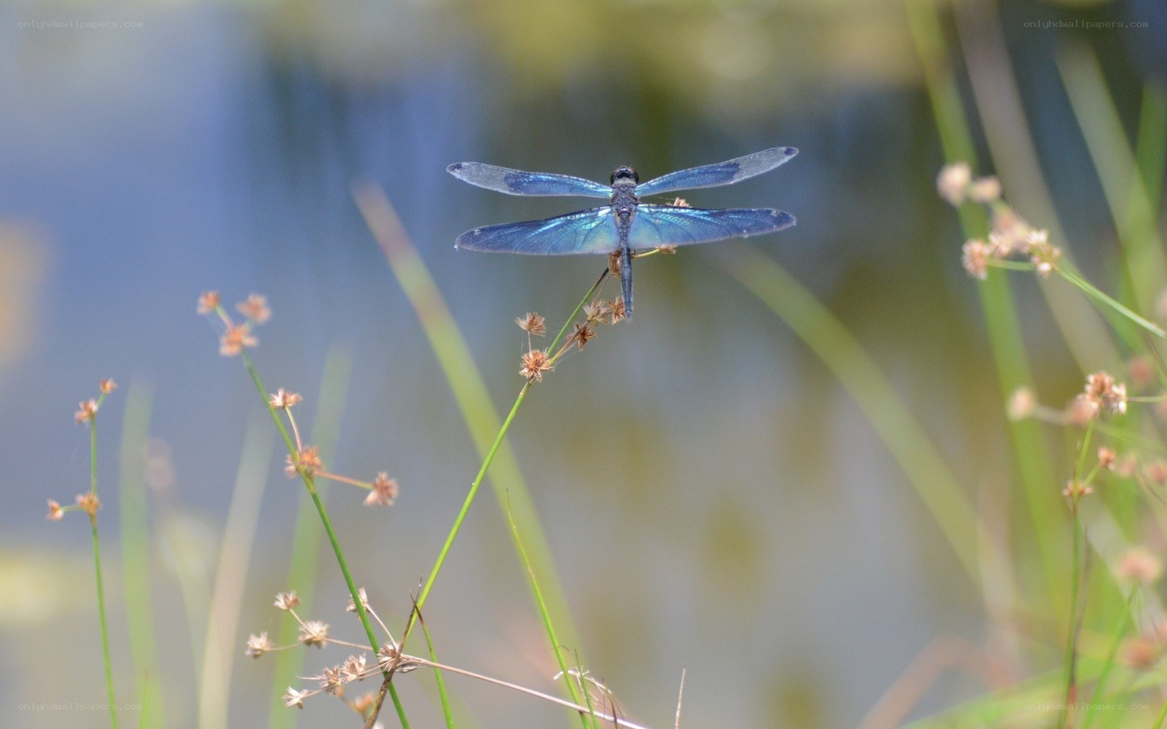 Blue dragonfly on a plant
