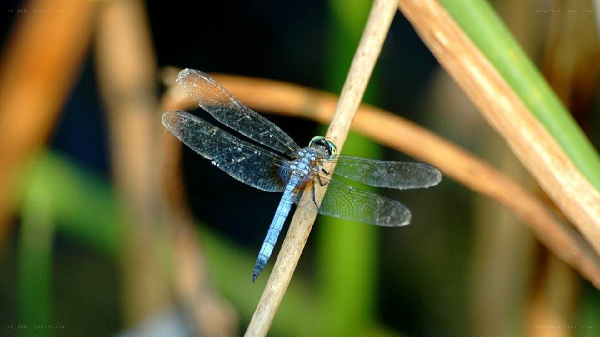 blue dragonfly on a reed