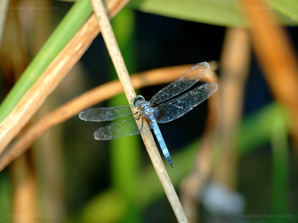 Blue dragonfly on a reed