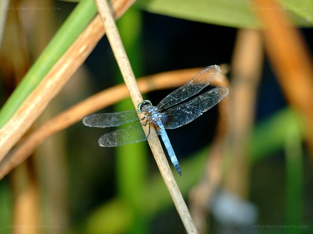 blue dragonfly on a reed