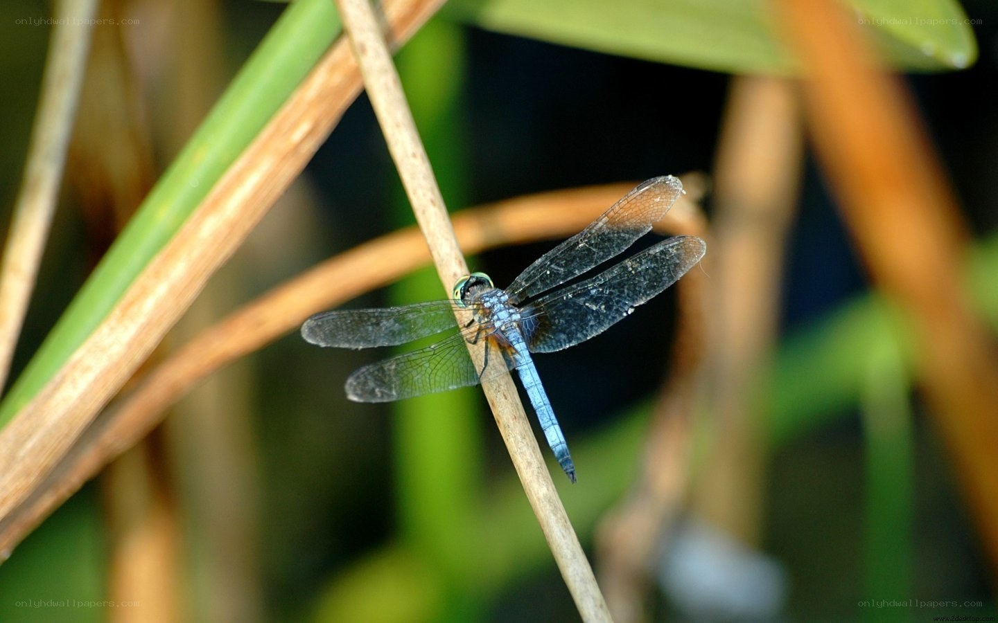 blue dragonfly on a reed