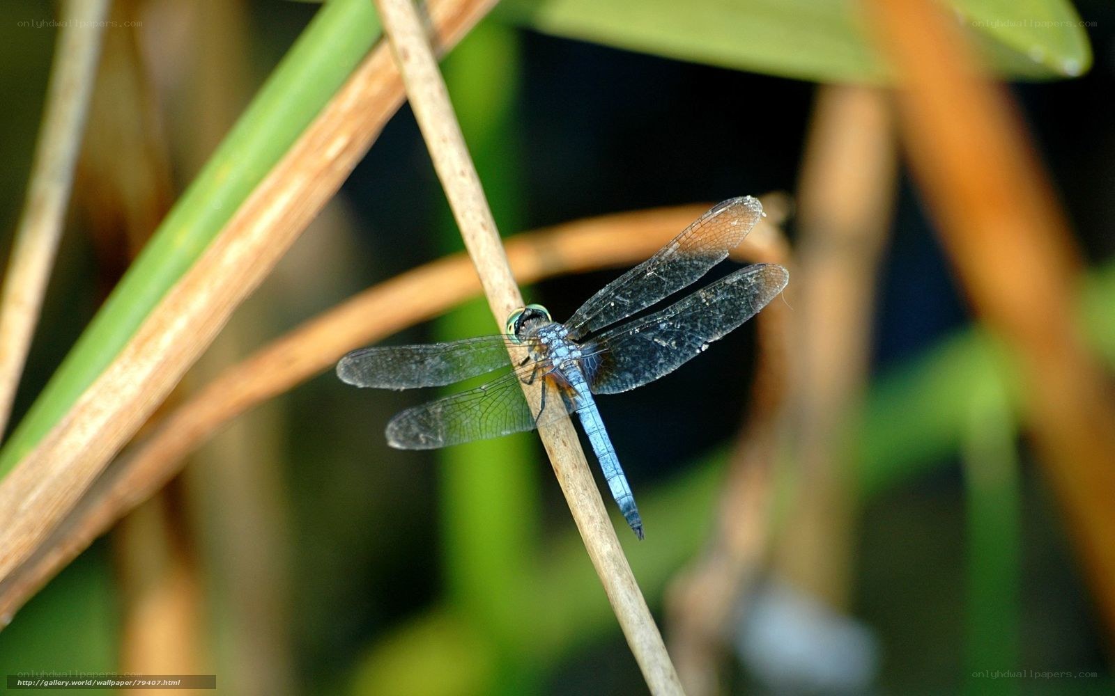 Blue dragonfly on a reed
