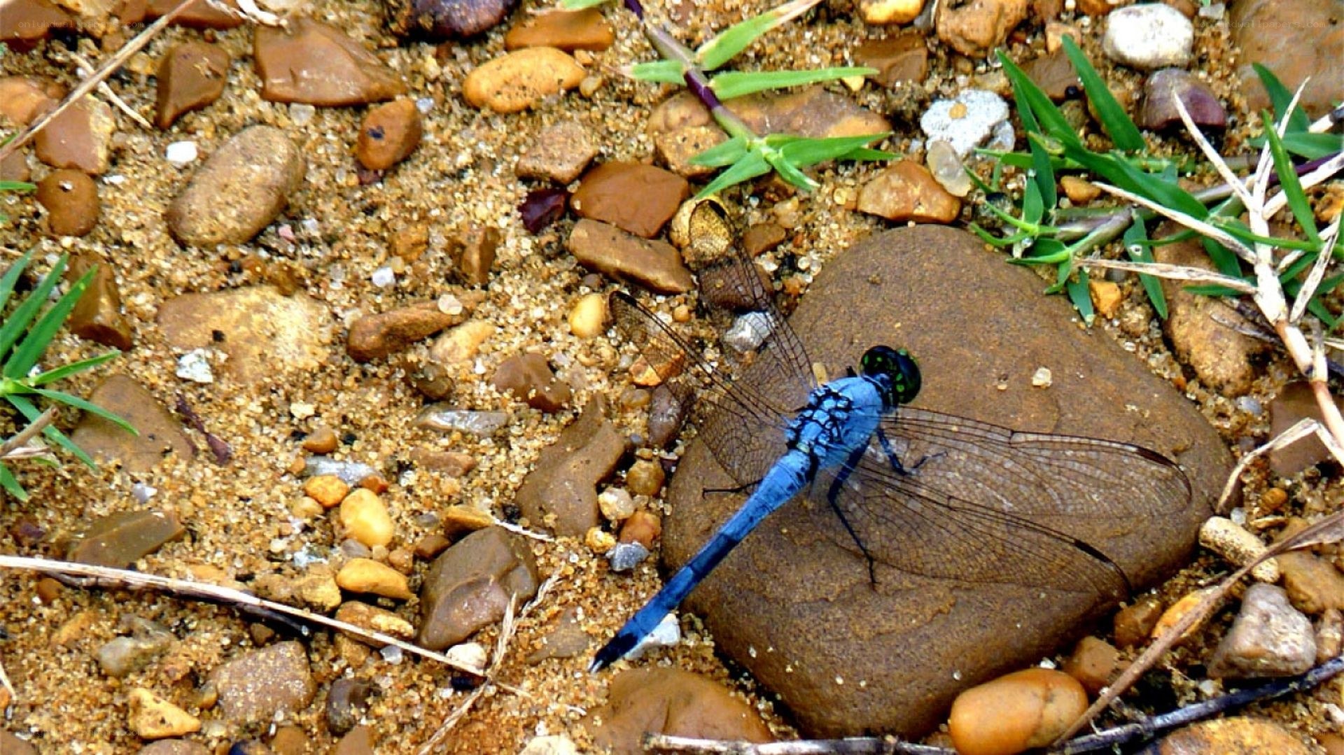 Blue dragonfly on a rock