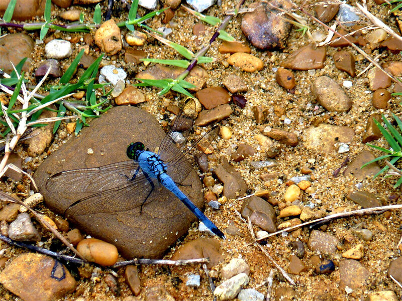 Blue dragonfly on a rock
