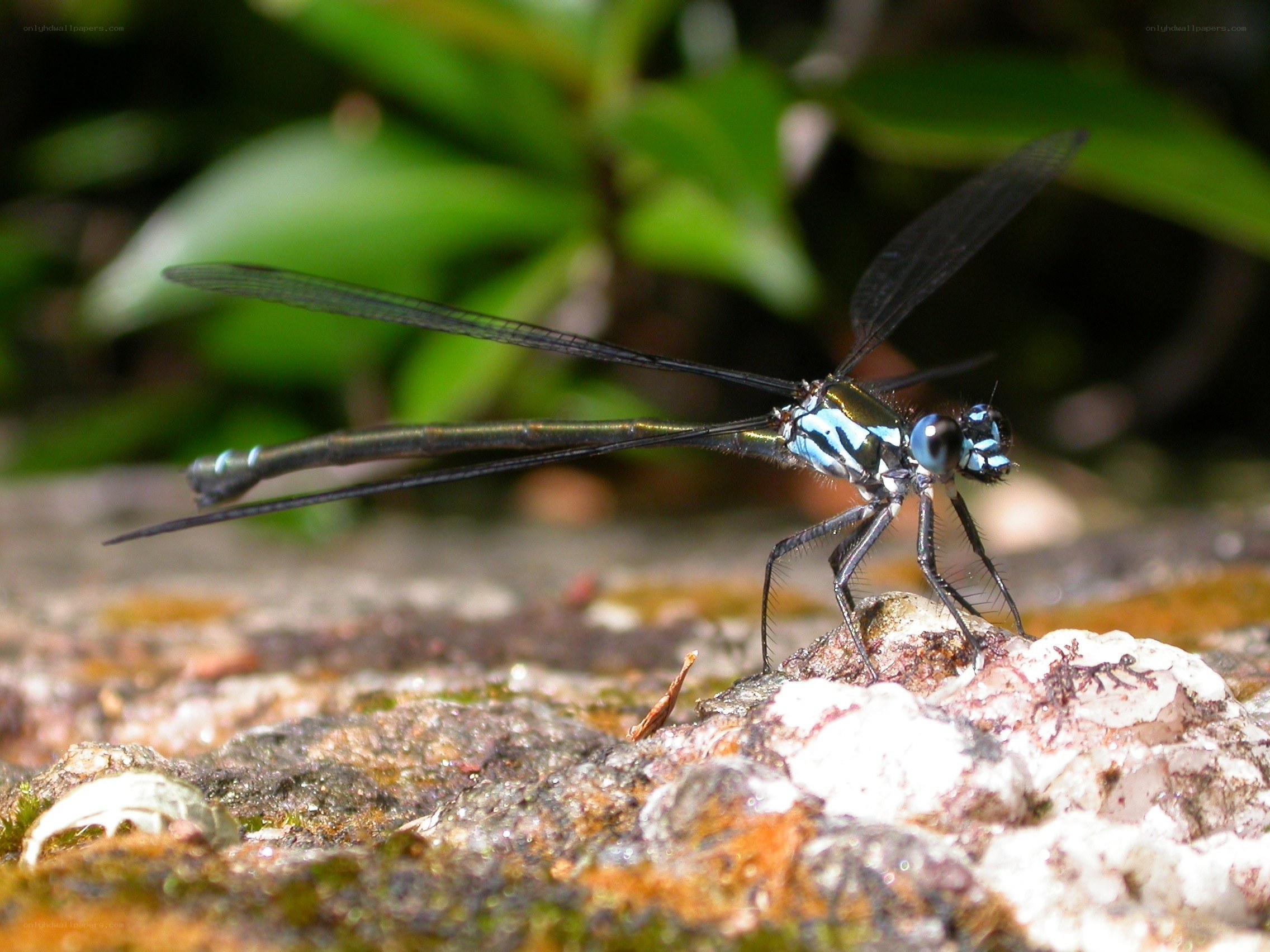 Blue dragonfly on a rock