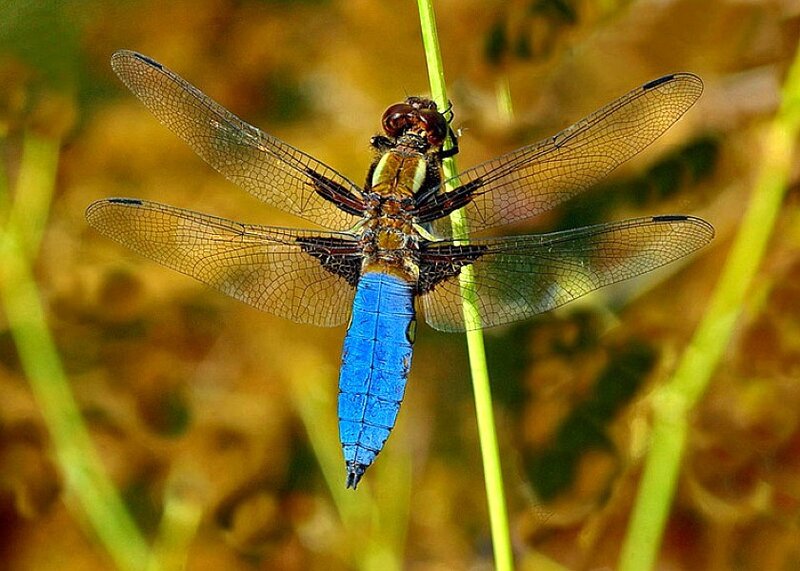 blue dragonfly on a stem