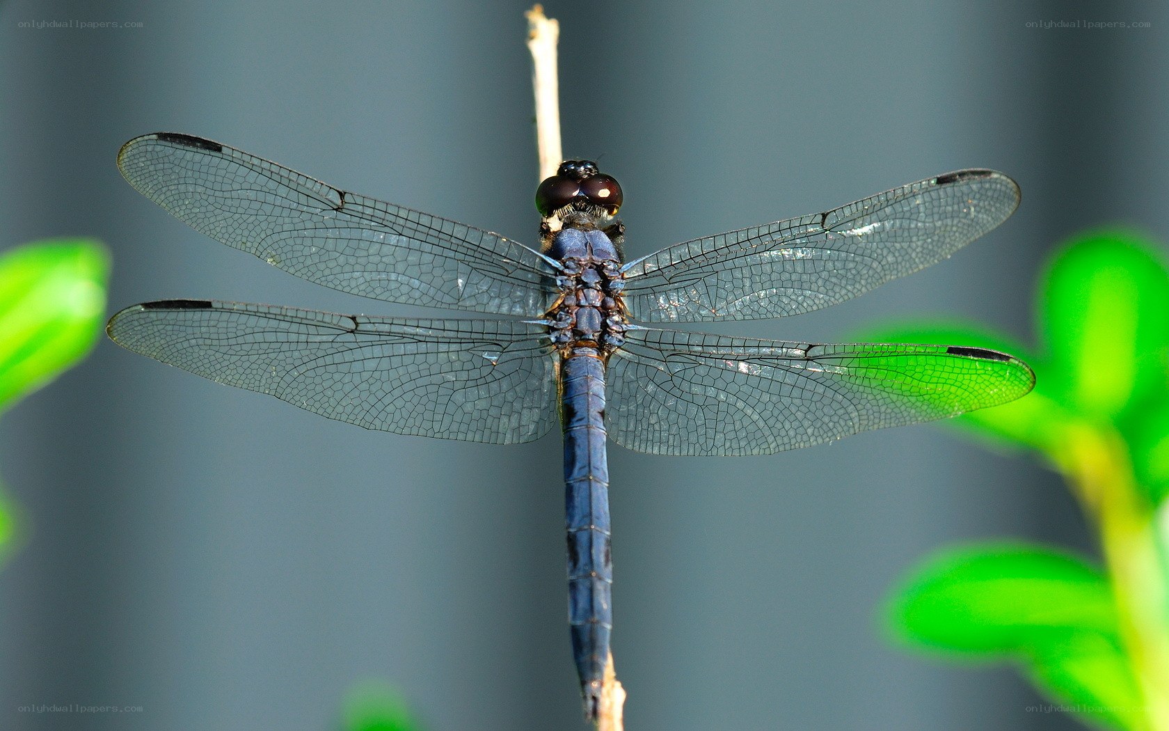 Blue dragonfly on a twig