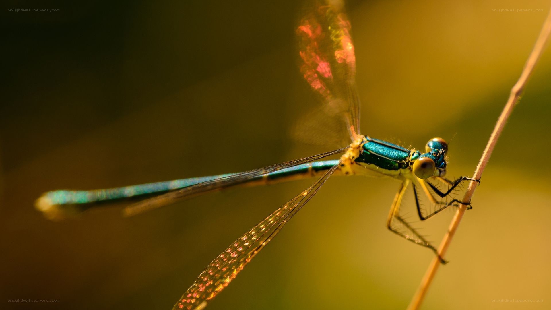 blue dragonfly on a twig