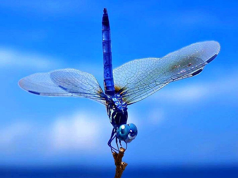 Blue dragonfly on a twig
