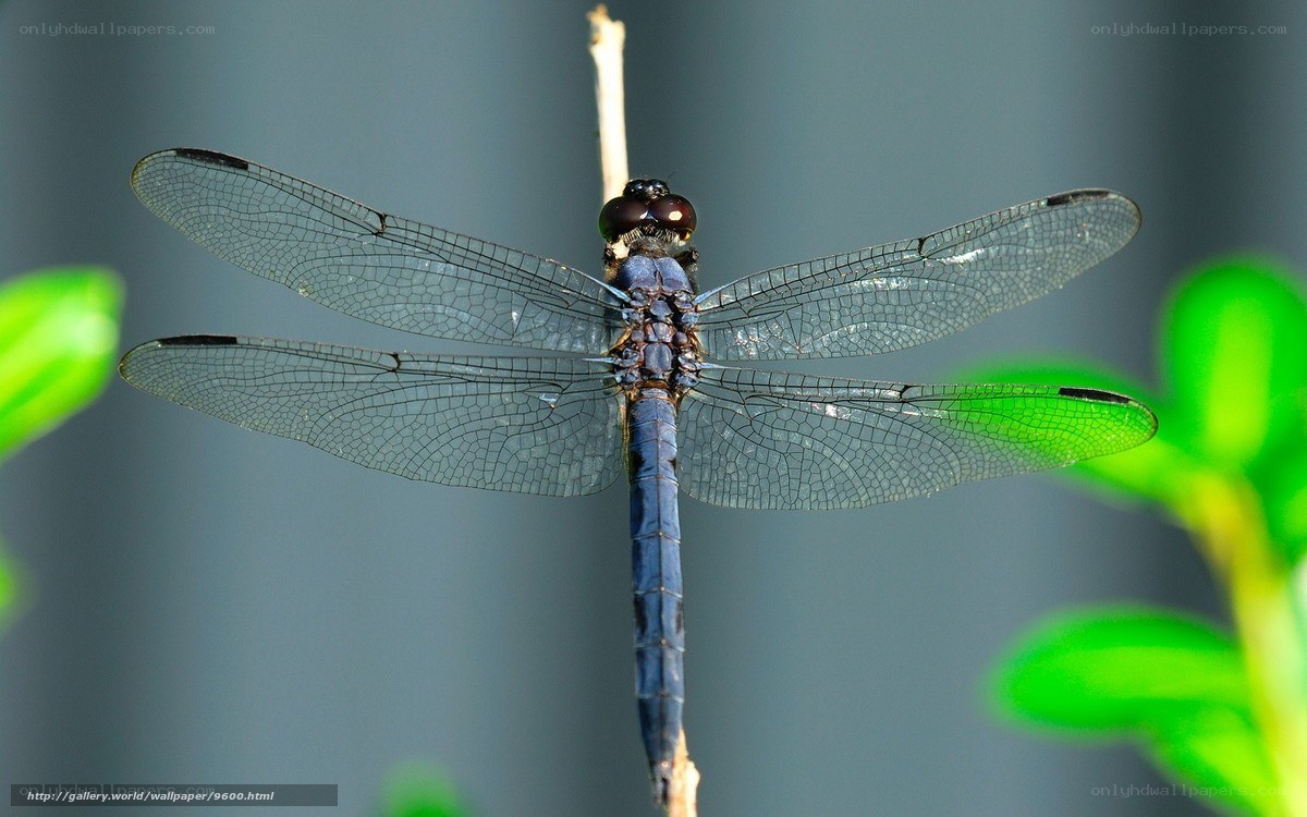 Blue dragonfly on a twig